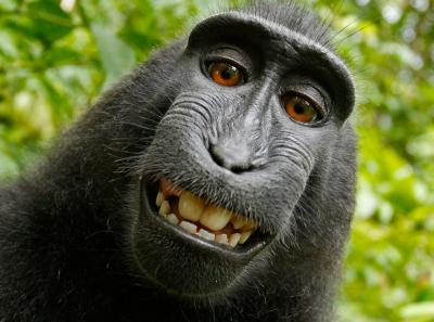 El mono,el collage, la propiedad intelectual y los derechos de autor