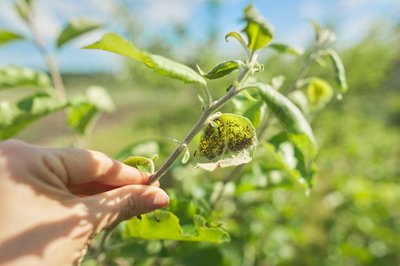 agroquimicos